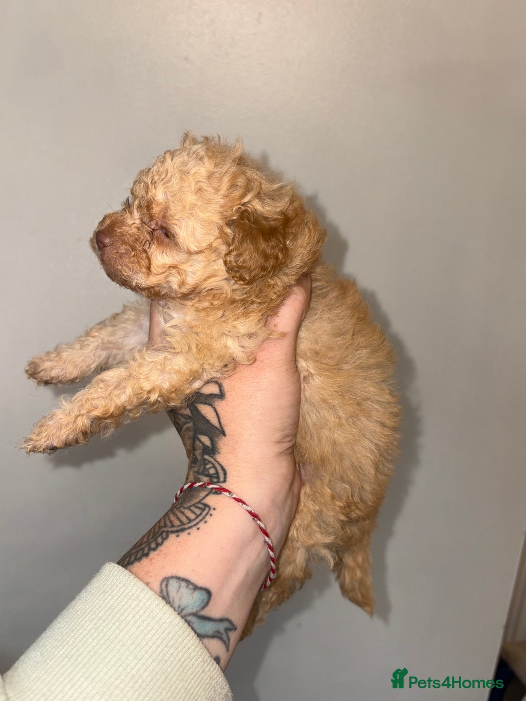 Shihpoo dogs for sale: Shihpoo - Image 6