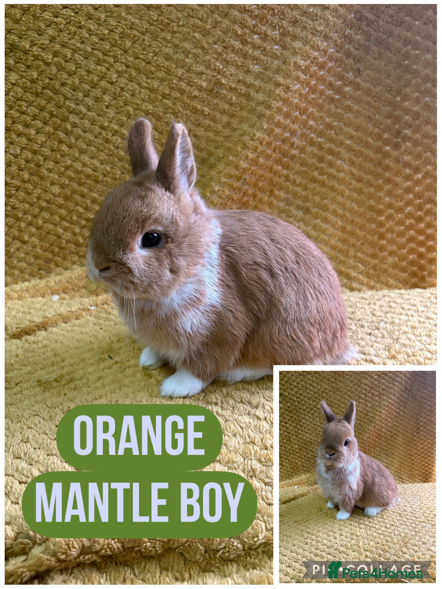 Netherland Dwarf rabbits Stunning Netherland dwarves  - Advert 11