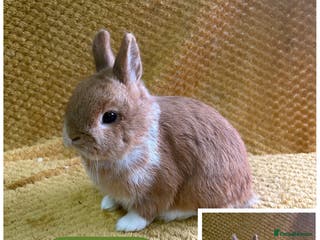 Netherland Dwarf rabbits Stunning Netherland dwarves - Advert 11