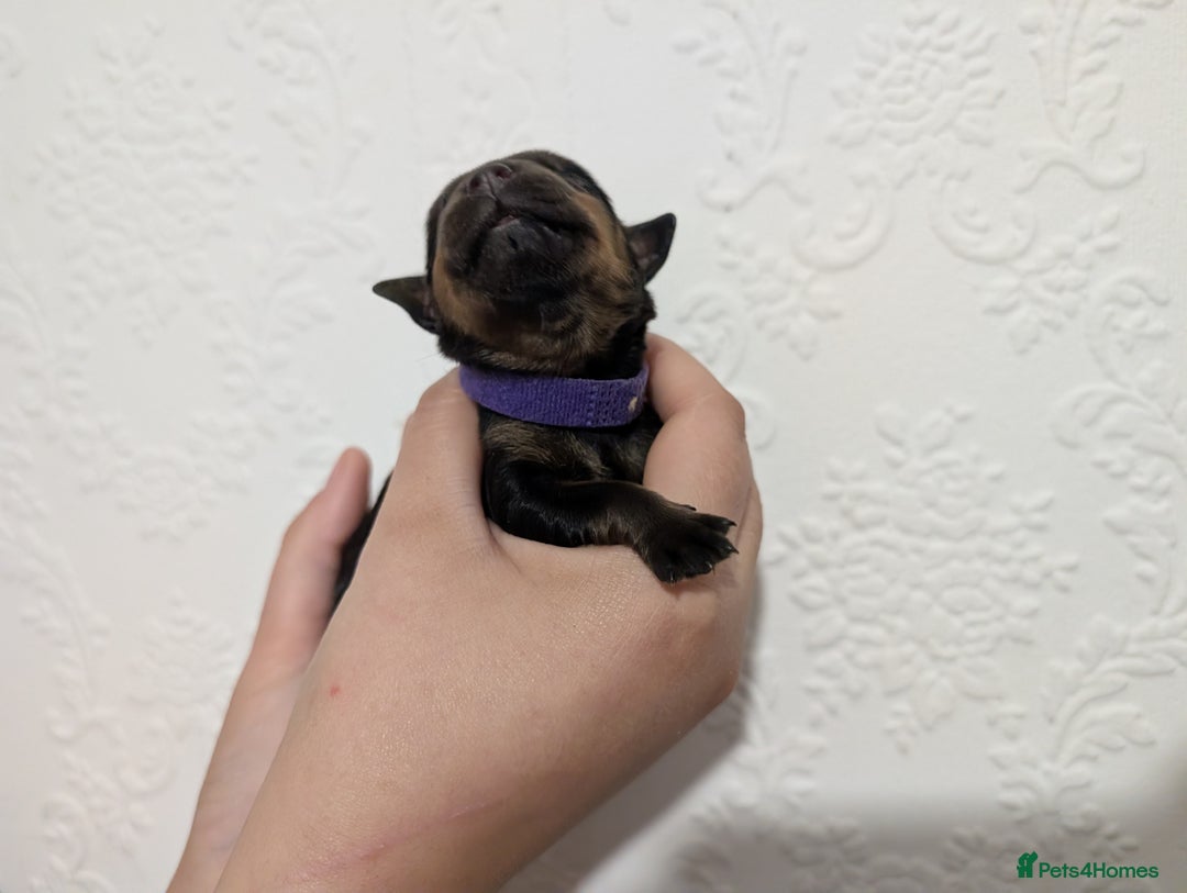 Rottweiler dogs for sale: 🐶 Rottweiler Puppies – German ADRK Bloodlines - Image 16