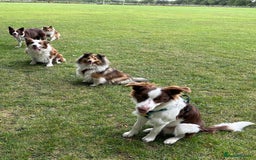 Border Collie dogs for sale: KC Reg Red Border Collie - Image 7