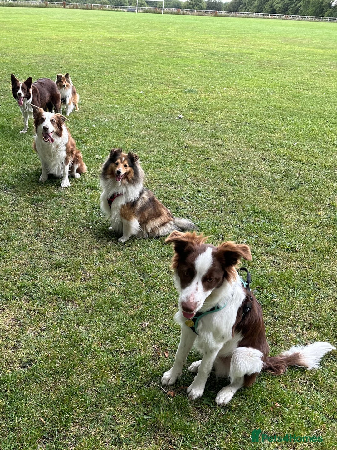 Border Collie dogs for sale: KC Reg Red Border Collie - Image 7