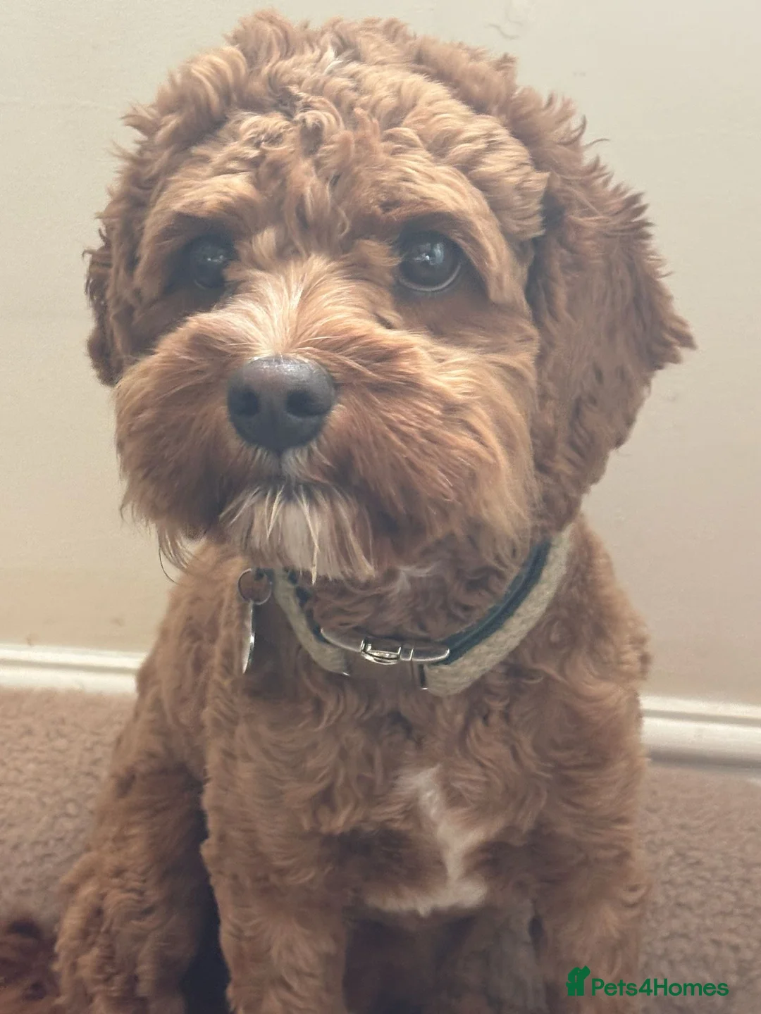 Cavapoo dogs for sale: Beautiful Cavapoo – Looking for a Loving Home - Advert 1
