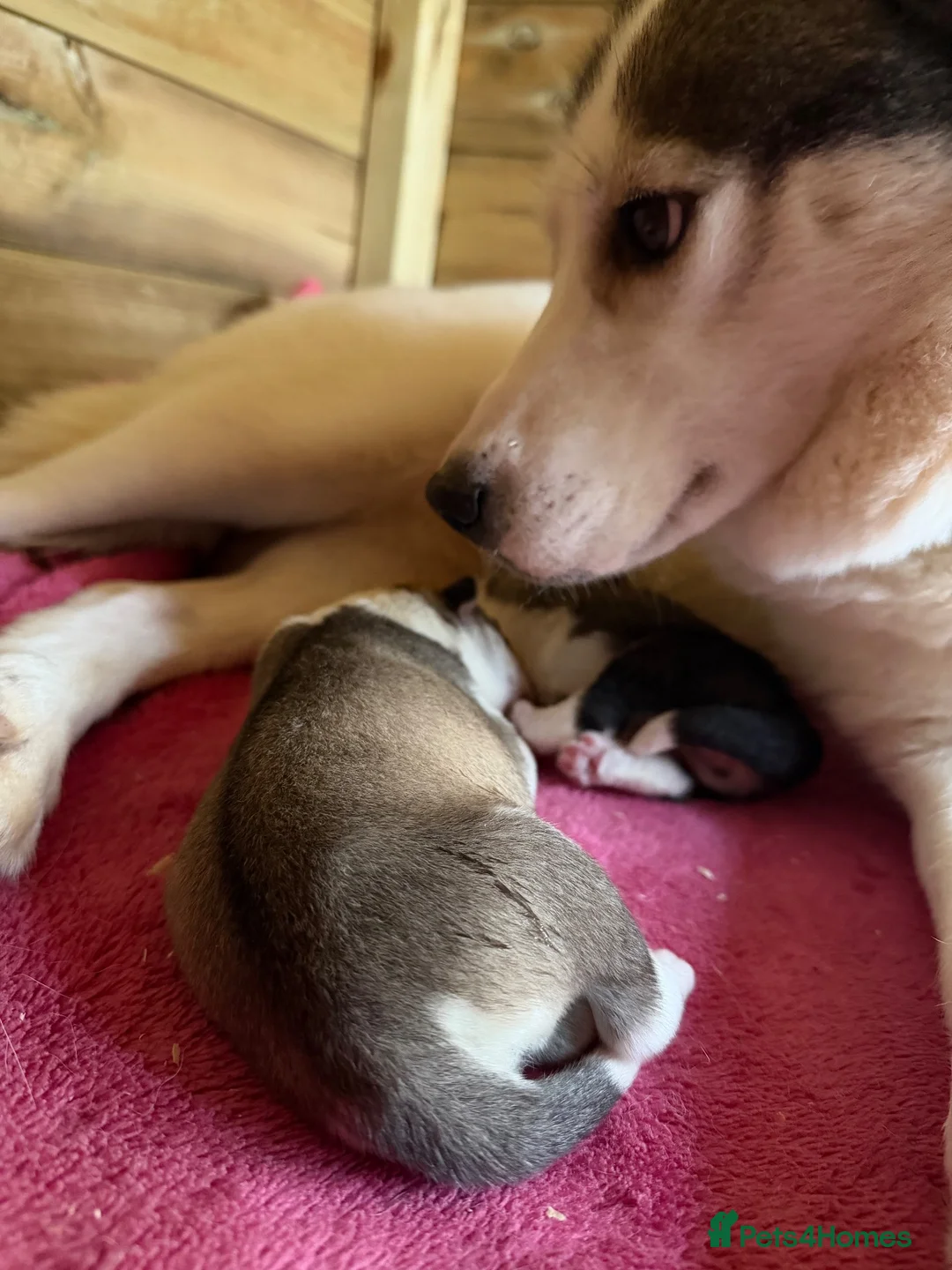 Siberian Husky dogs for sale: Amazing Pure Siberian Husky Puppies - Advert 1