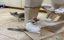 British Shorthair cats for sale: READY NOW - Lilac, BiColours & Colourpoint  - Image 4