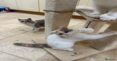 British Shorthair cats - Advert 13