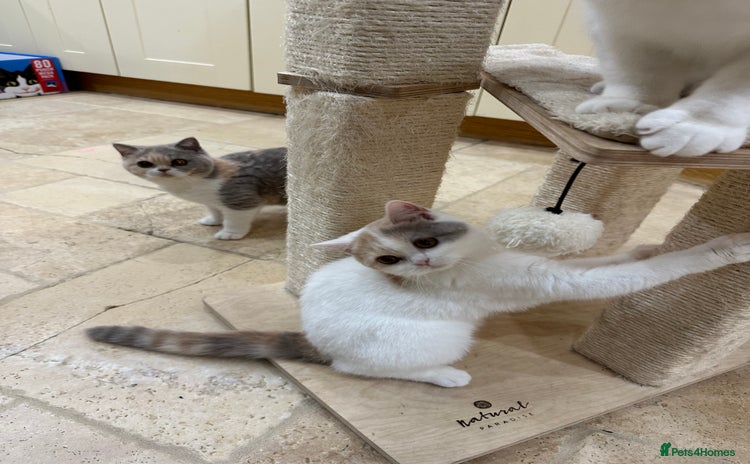 British Shorthair cats - Advert 14