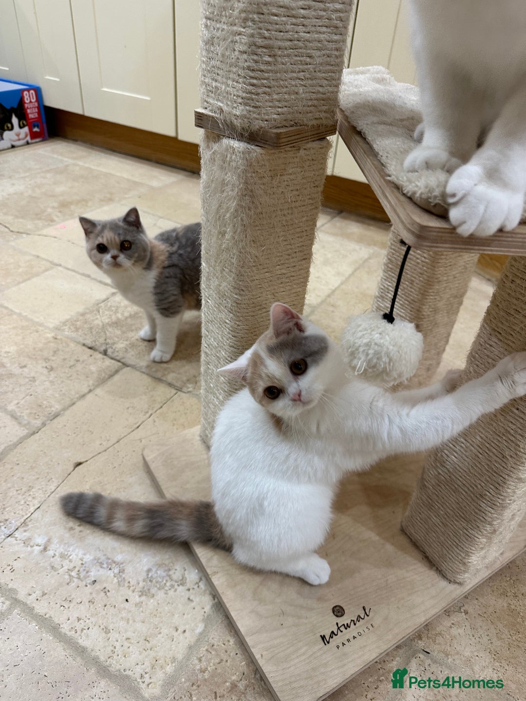 British Shorthair cats for sale: READY NOW - Lilac, BiColours & Colourpoint  - Image 4