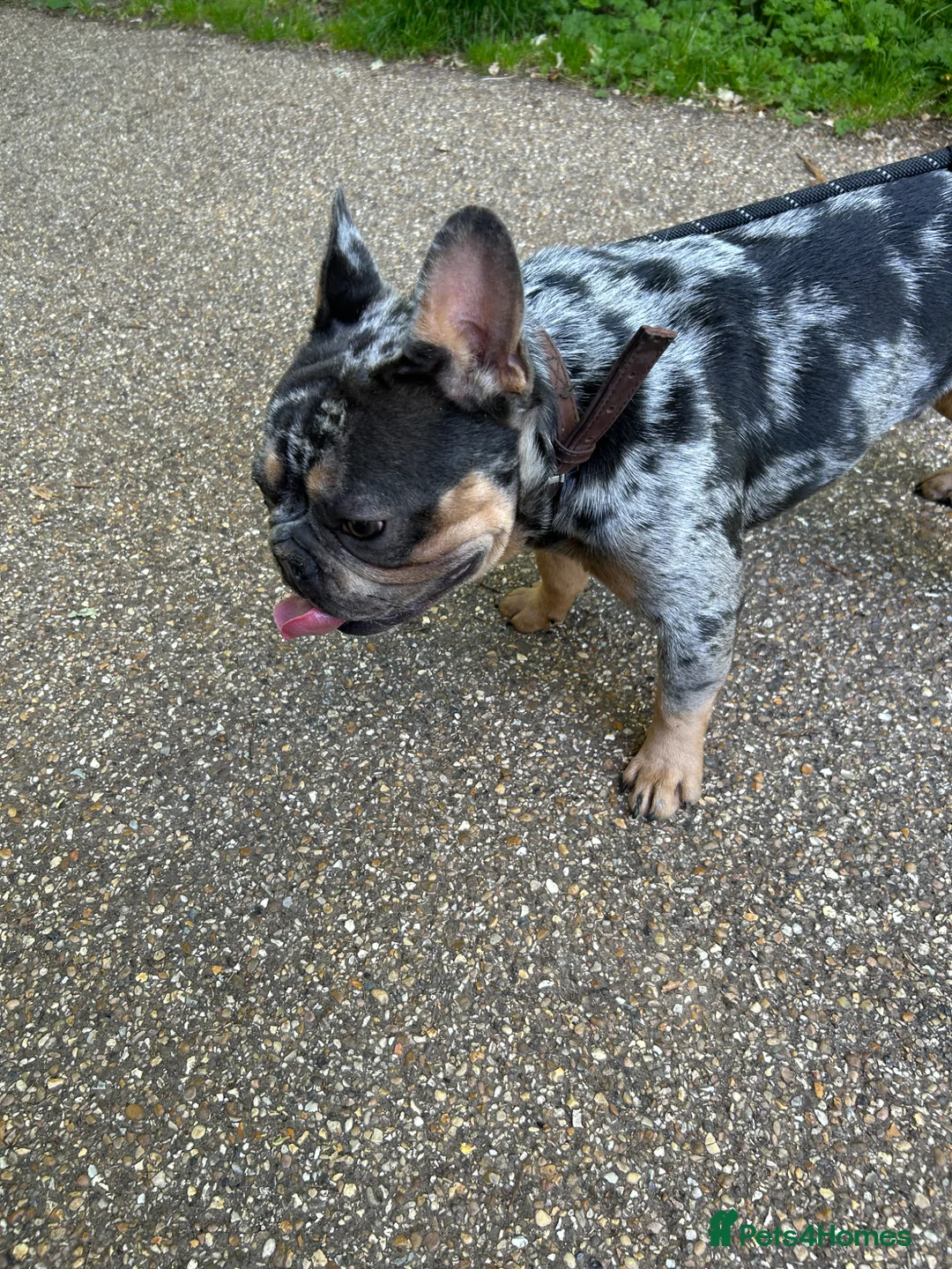 French Bulldog dogs for sale: Lucky – 3 Year Old French Bulldog For Sale  - Advert 2