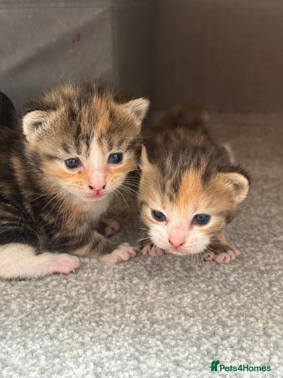 Mixed Breed cats for sale: Female kittens  - Image 5