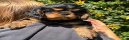 Cavalier King Charles Spaniel dogs for sale: HEART, EYE and DNA Tested Black and Tan boy  in Chard - Advert 11
