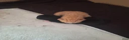 Mixed Breed cats for sale: Rare Ginger Female  in Bracknell - Advert 8