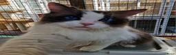 Ragdoll cats for sale: GCCF Registered adult female - Advert 3