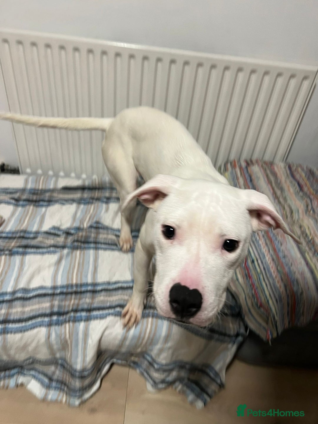 American Bulldog dogs for sale: Thor 5 months male American bulldog  - Image 4