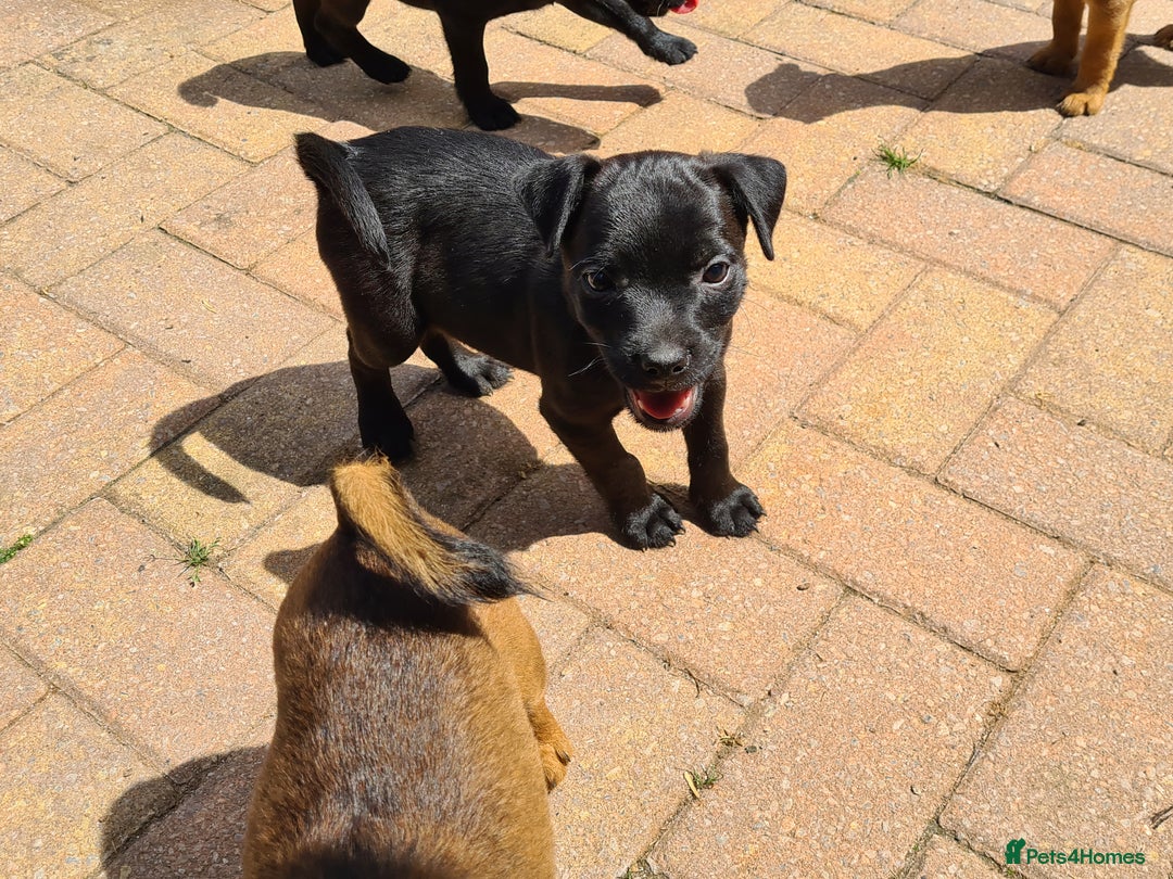 Mixed Breed dogs for sale: Border X Patterdale puppies  - Image 7
