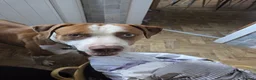 Mixed Breed dogs for sale: Chief  - Advert 1