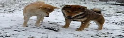 Japanese Shiba Inu dogs for sale: Health tested champion bloodline small size Shiba  - Advert 5