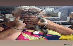 Ragdoll cats for sale: Ragdoll cross tabby’s  - Image 5