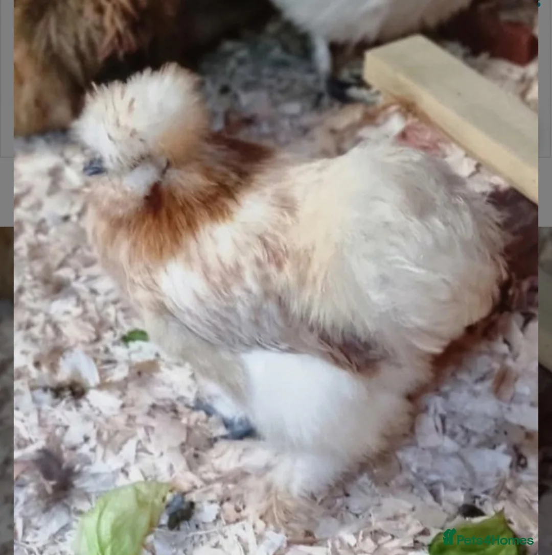 Chickens poultry for sale: 6 Silkie hatching eggs - Advert 2
