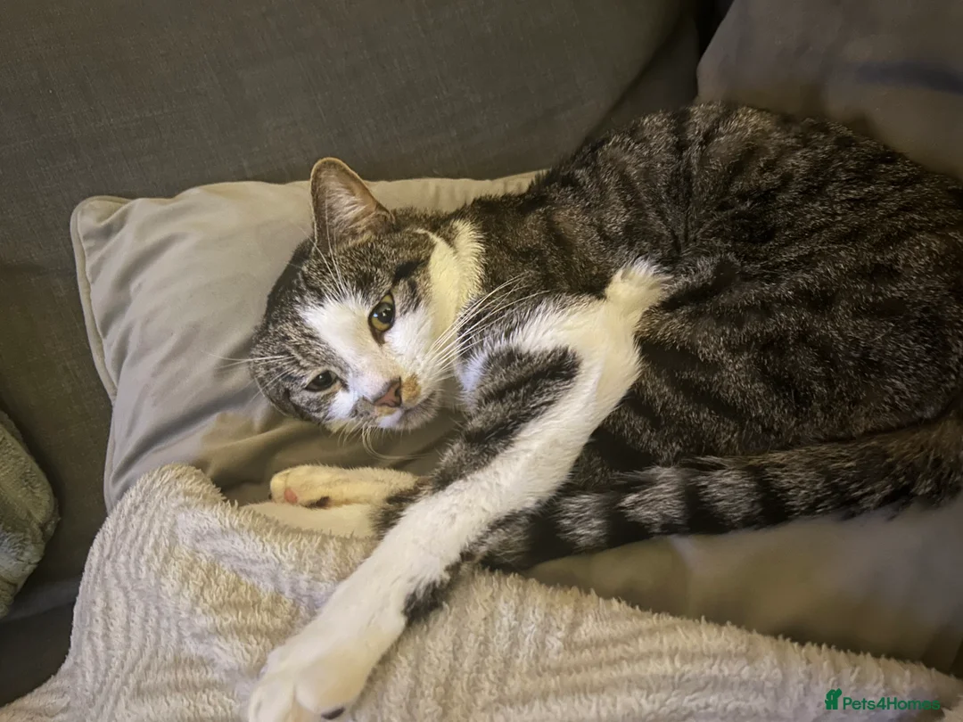 Mixed Breed cats for sale: Tabby Cat in Coulsdon - Advert 6