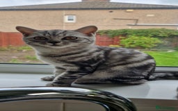 British Shorthair cats for sale: Lovely  British short hair kittens  - Image 8