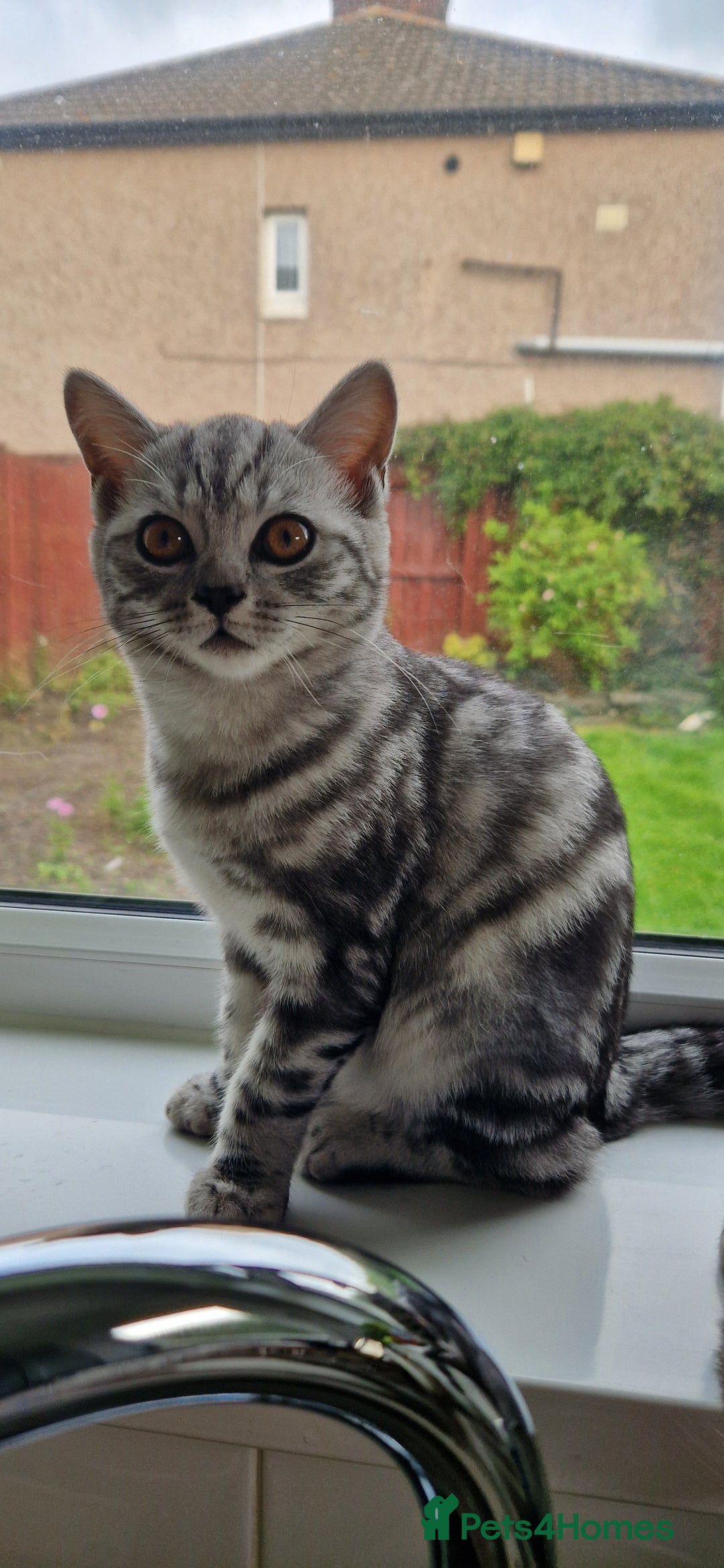British Shorthair cats for sale: Lovely  British short hair kittens  - Image 8