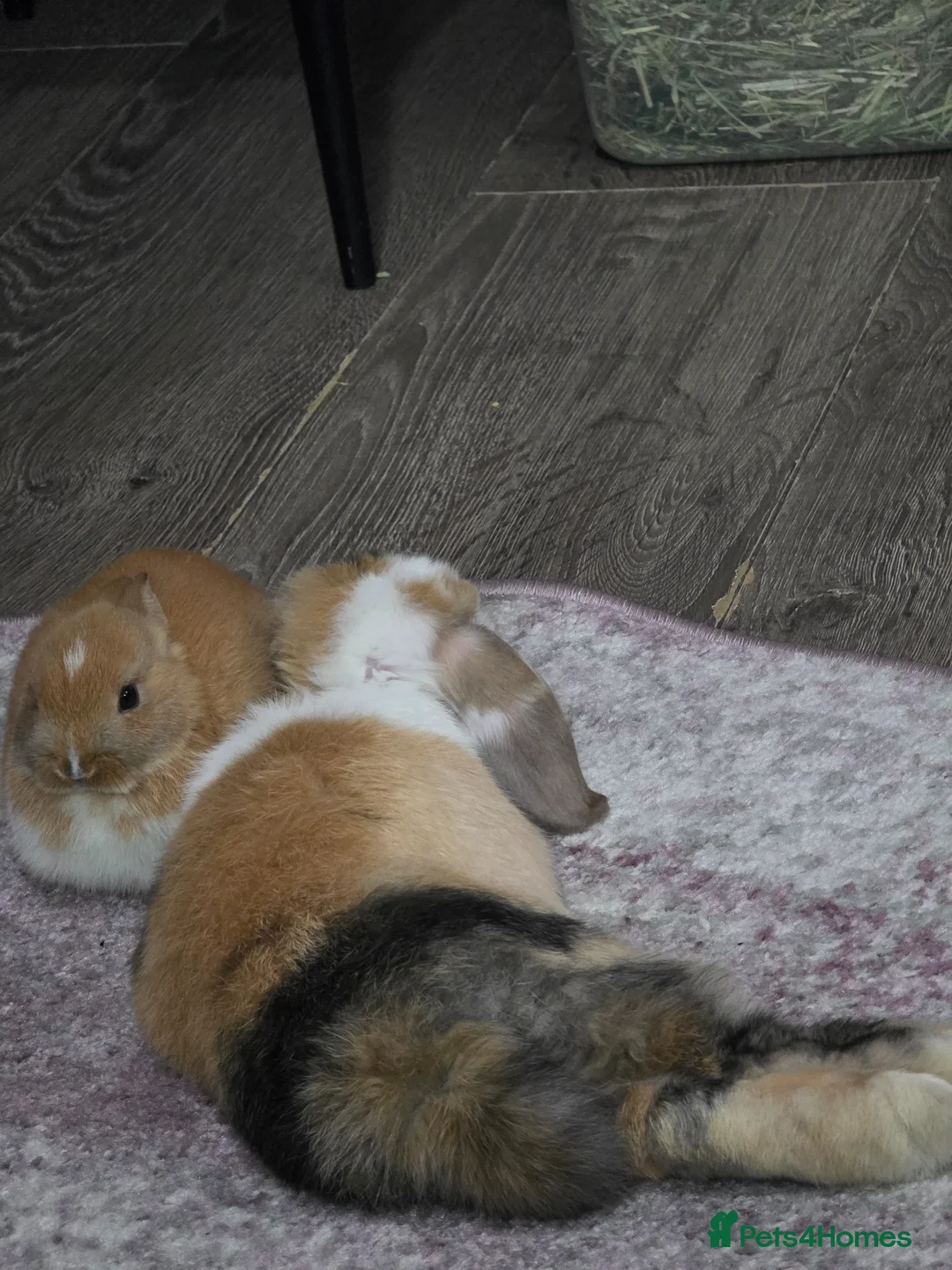 Mini Lop rabbits for sale: Mini Lop (Neutered) + Netherland Dwarf –Vaccinated - Advert 2