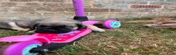 Presa Canario dogs for sale: Presa Canario Puppies Availale  - Advert 4