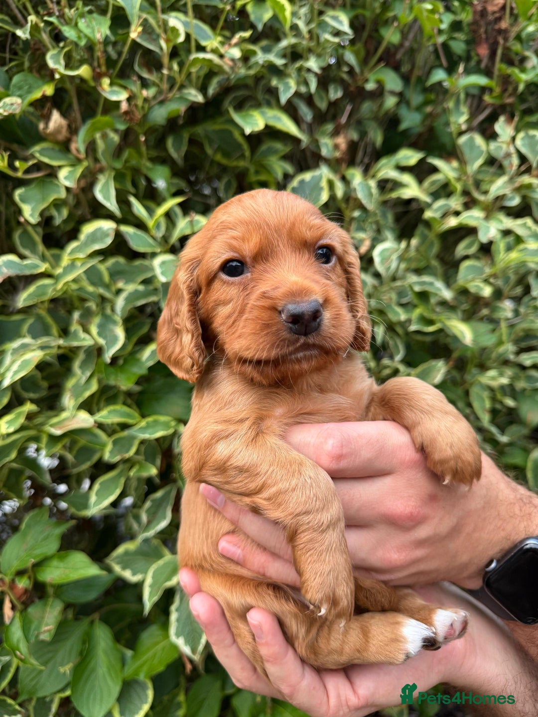 Cocker Spaniel dogs for sale: Health Tested Clear Cocker Spaniel Puppies  - Image 17