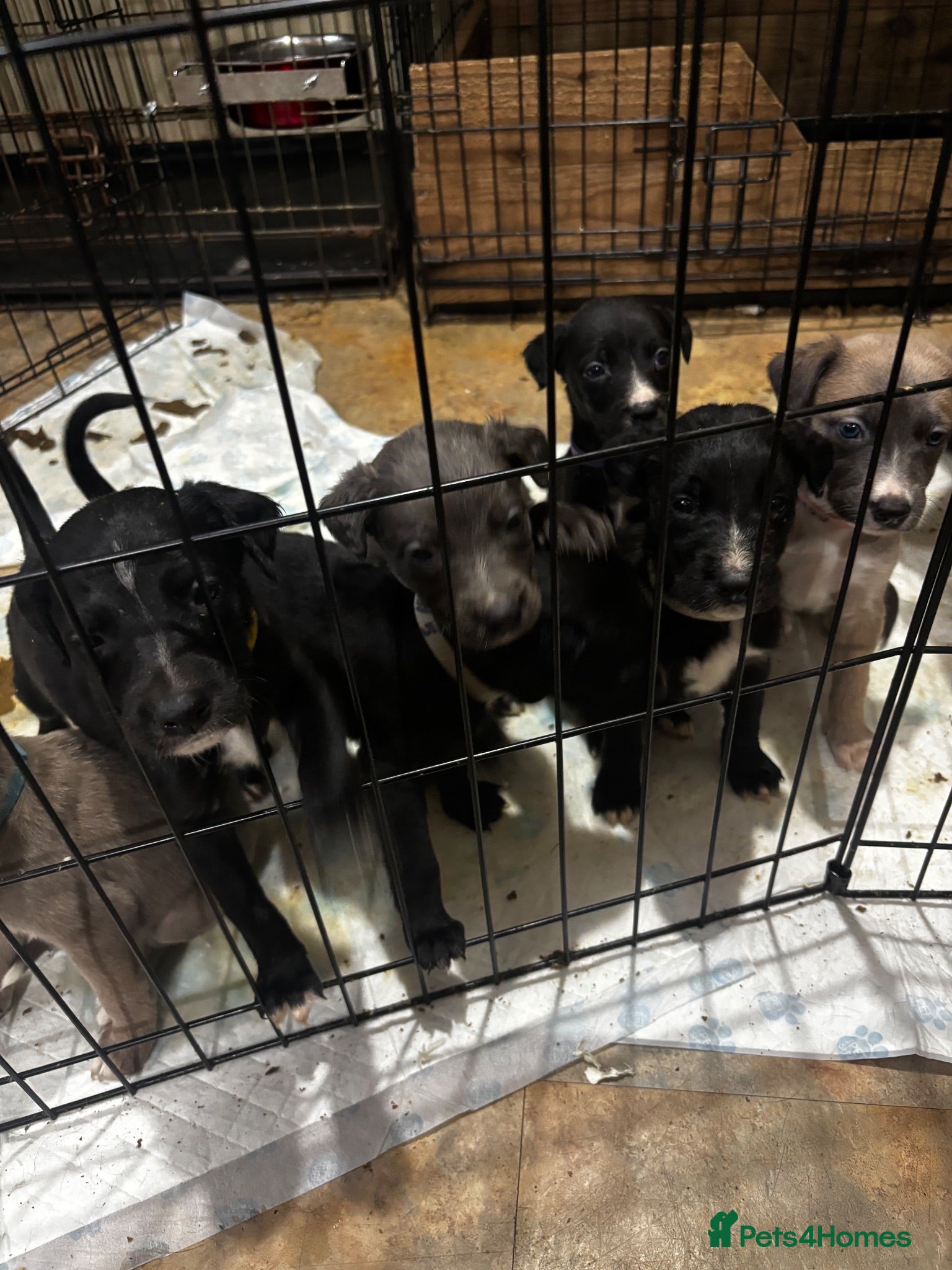 Mixed Breed dogs Lurcher pups  - Advert 6