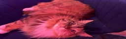 Maine Coon cats for sale: Gccf registered female Maine coon - Advert 4