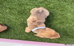 Mixed Breed dogs for sale: 7 beautiful jackshund puppies for sale - Image 17