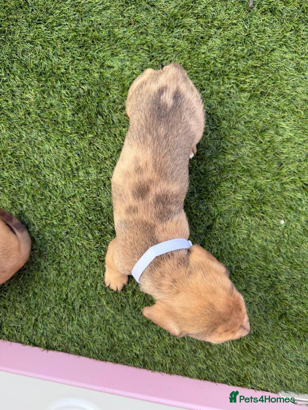 Mixed Breed dogs for sale: 7 beautiful jackshund puppies for sale - Image 17
