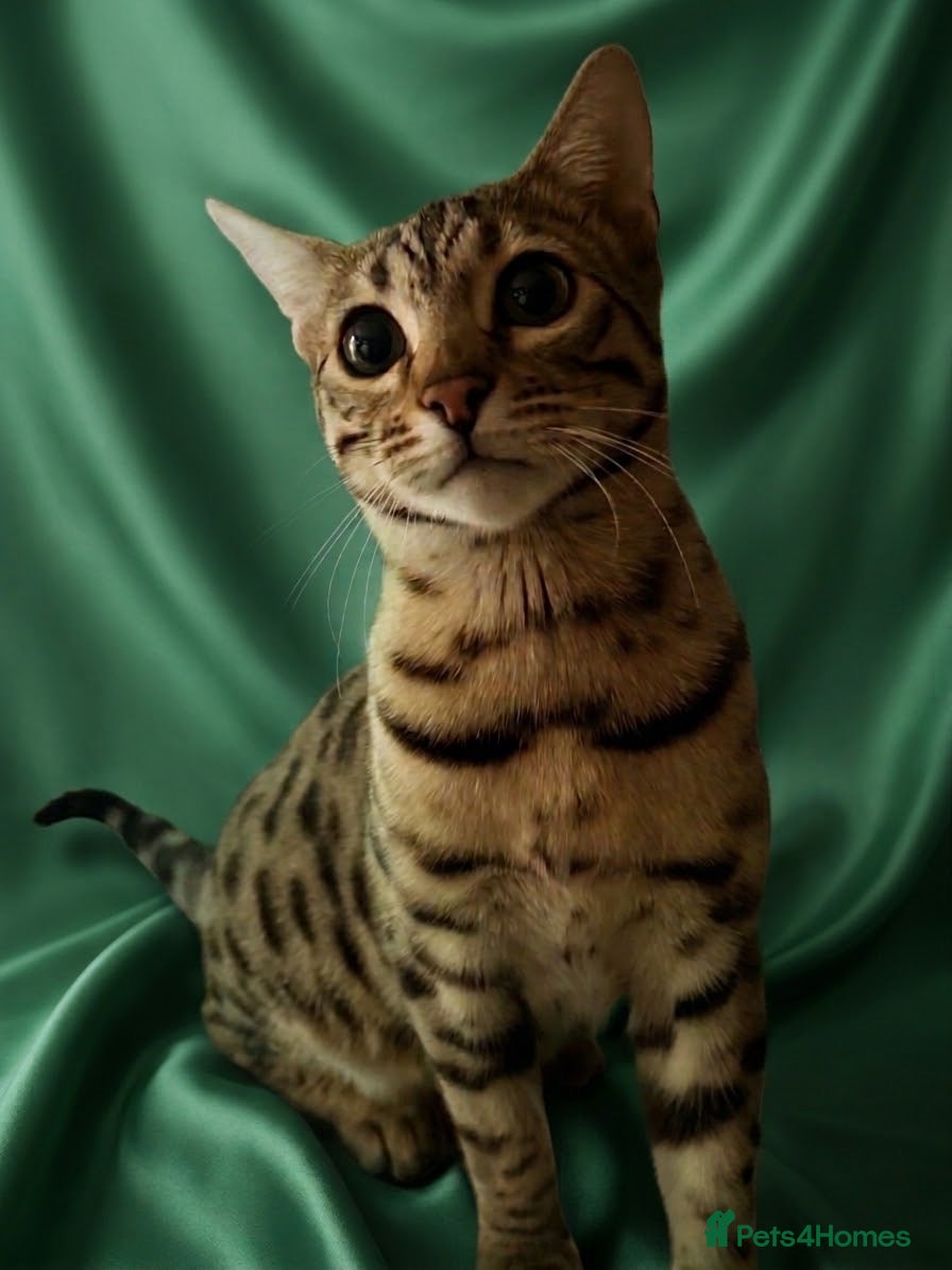 Bengal cats for sale: Last stunning  bengal kittens TICA registered - Advert 1