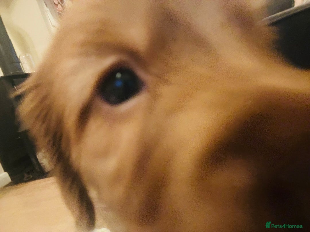 Cocker Spaniel dogs for sale: Cocker Spaniel Puppies- ready 17/12/25 - Advert 13