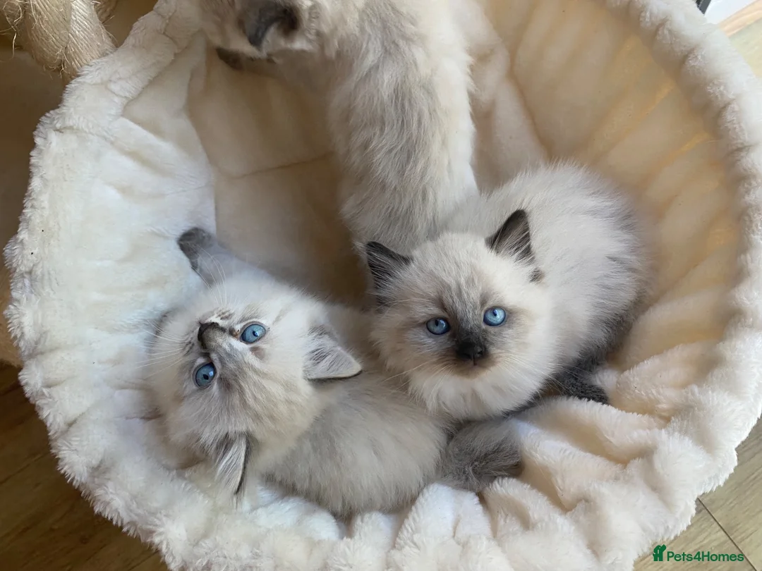 Ragdoll cats for sale: Blue point and blue lynx point ragdoll x in Sutton Coldfield - Advert 1