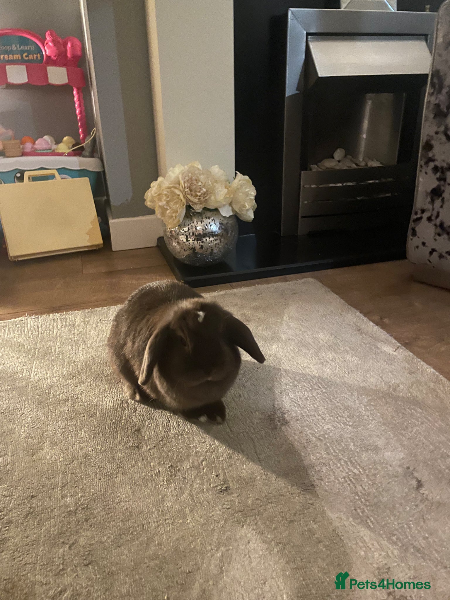 Mini Lop rabbits 2 mini lop bunnies - Advert 9