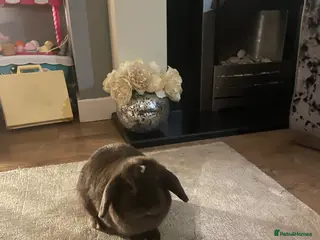 Mini Lop rabbits 2 mini lop bunnies - Advert 9