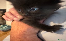 Domestic Shorthair cats for sale: Domestic Shorthair cross Mainecoon ragdoll - Image 3