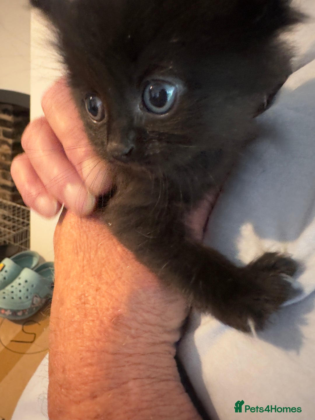 Domestic Shorthair cats for sale: Domestic Shorthair cross Mainecoon ragdoll - Image 3