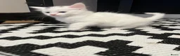 Mixed Breed cats for sale: Male cat for sale  - Advert 6