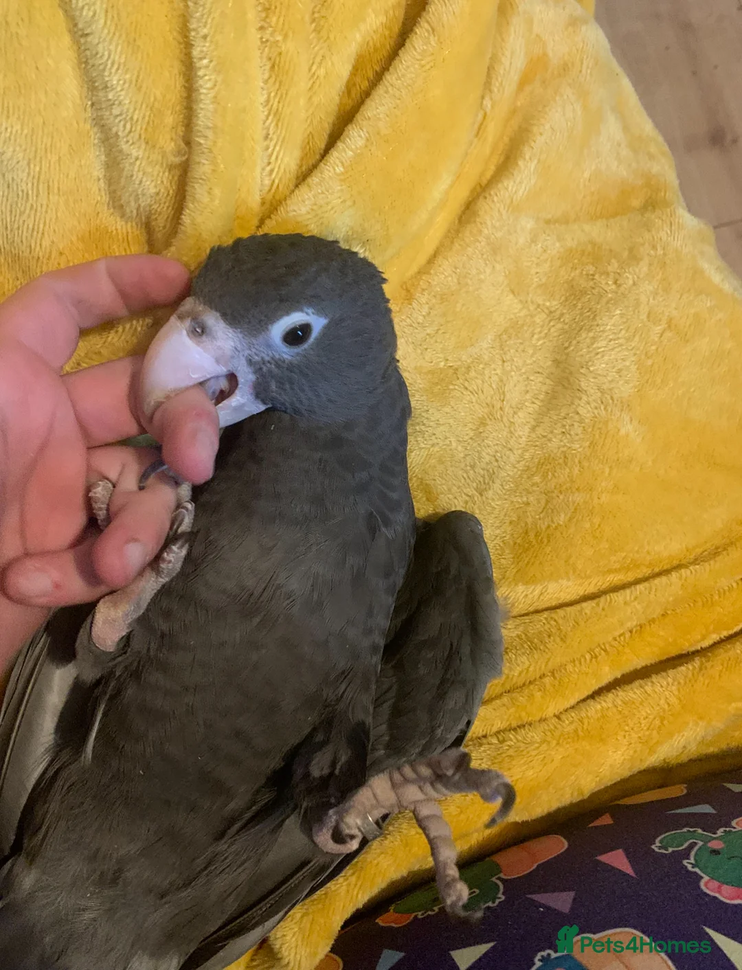 Parrots birds for sale: Female vasa parrot - Advert 3