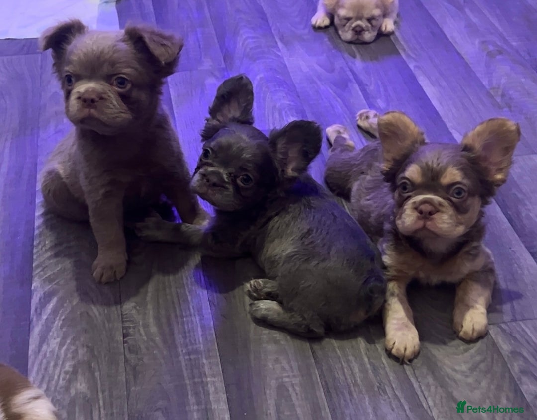 French Bulldog dogs for sale: FRENCH BULLDOGS LOOKING FOR FOREVER 5* HOMES!!! - Advert 7