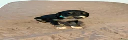 Saluki dogs for sale: Beautiful Saluki pups from champion lines - Advert 9