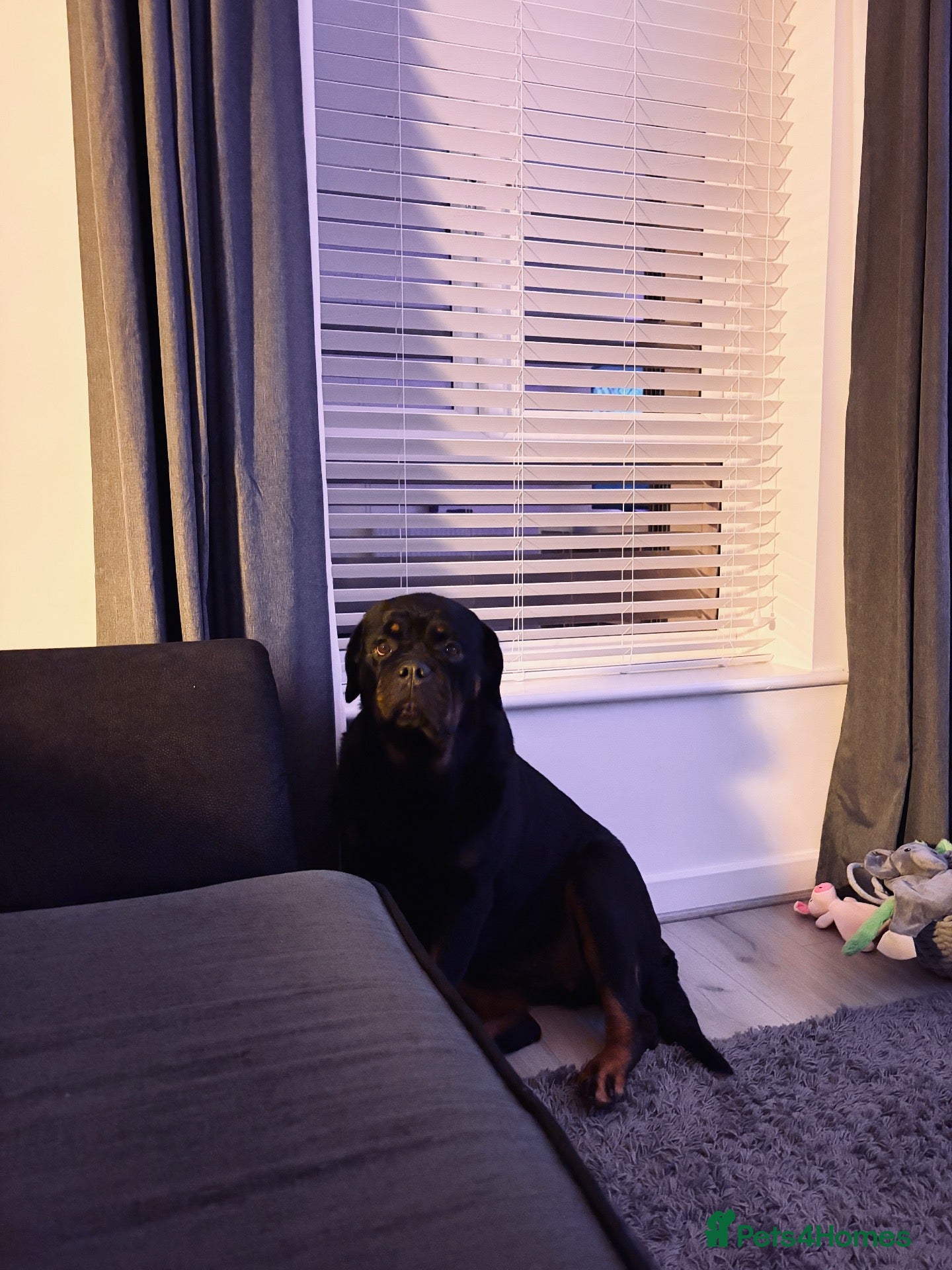 Rottweiler dogs Female Rottweiler  - Advert 13