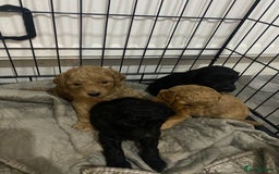Cockapoo dogs for sale: Mini cockapoo f2  - Image 4