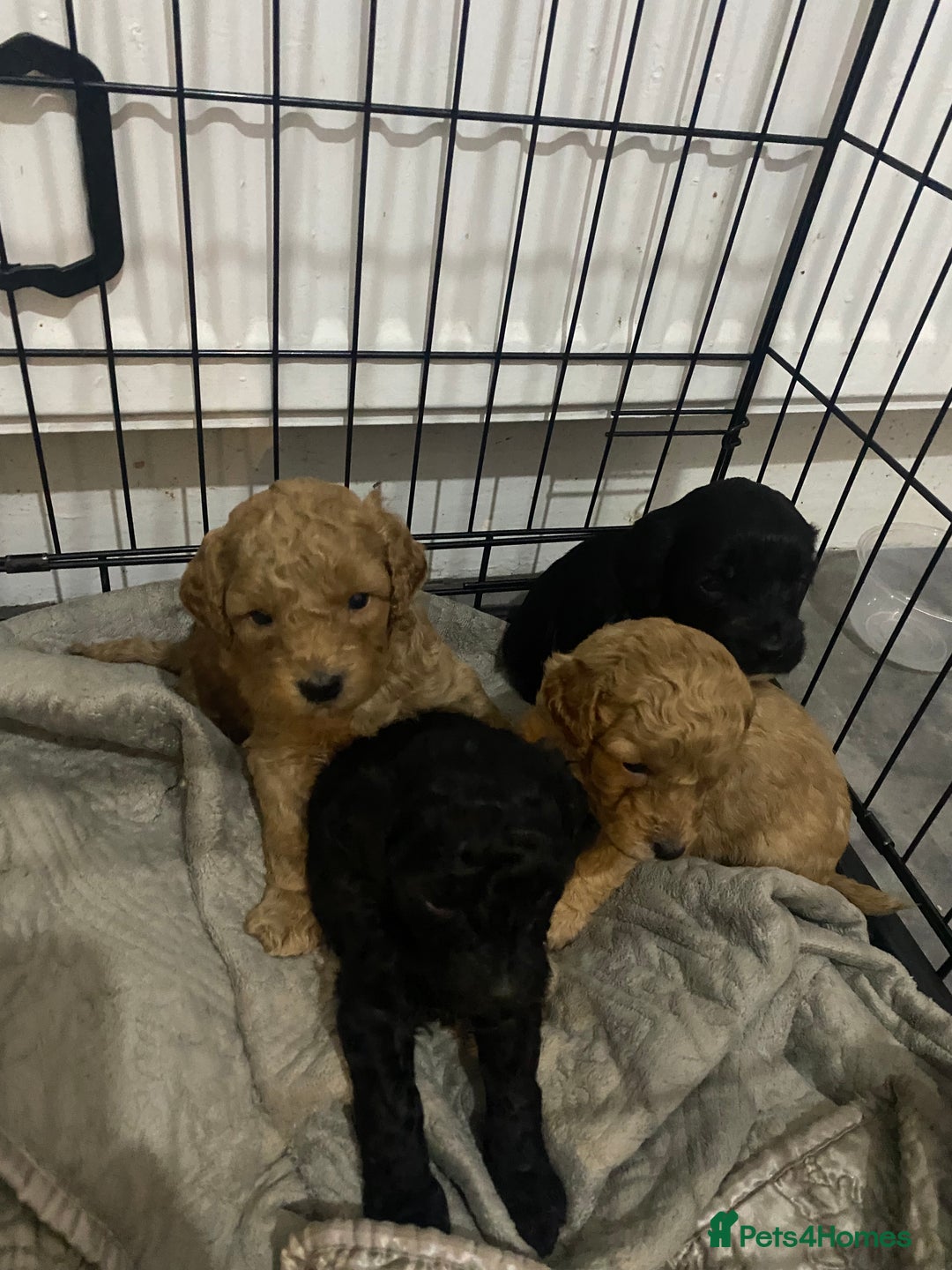 Cockapoo dogs for sale: Mini cockapoo f2  - Image 4