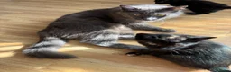 Mixed Breed cats for sale: 4 BEAUTIFUL KITTENS FOR SALE in Paignton - Advert 4