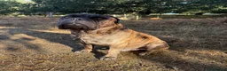 Bullmastiff dogs for stud: Bullmastiff stud not for sale - Advert 3