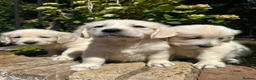 Golden Retriever dogs for sale: English cream golden retriever puppies in Rainham - Advert 12